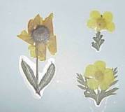 Darice Botanical Stickers - Yellow Flower